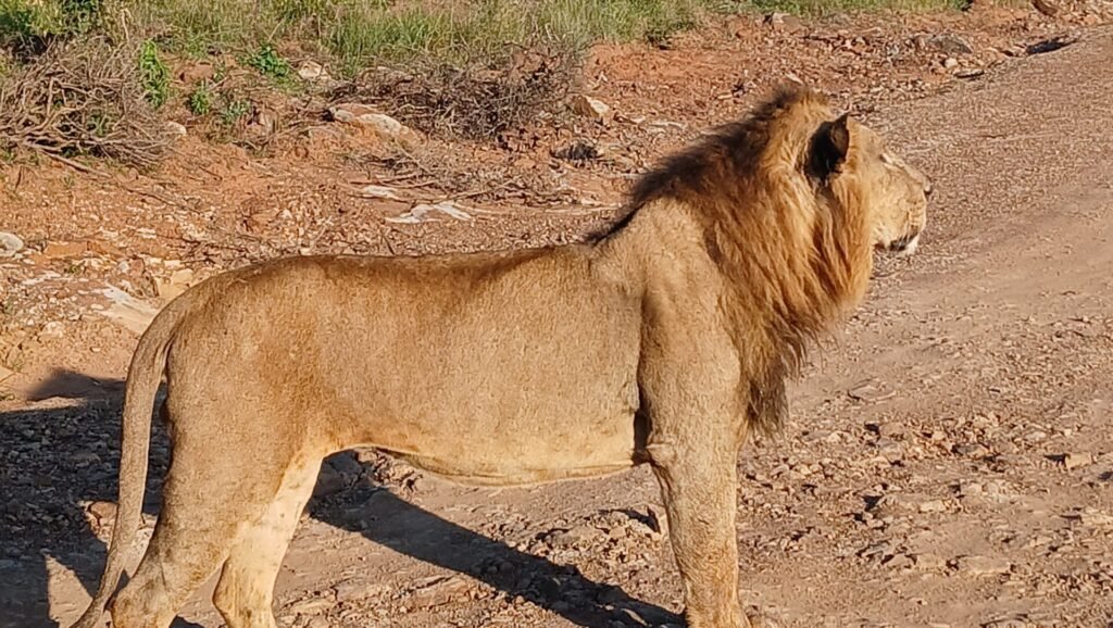 Lion at Nairobi National Park