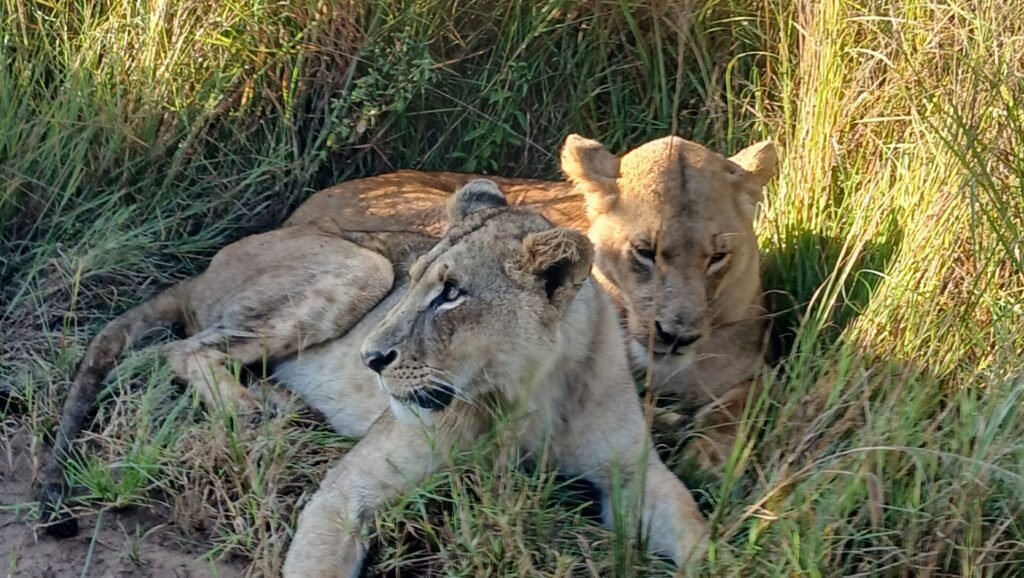 Mama Lion and her cub at Nairobi National Park