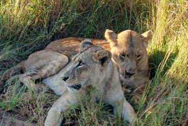 Mama Lion and her cub at Nairobi National Park