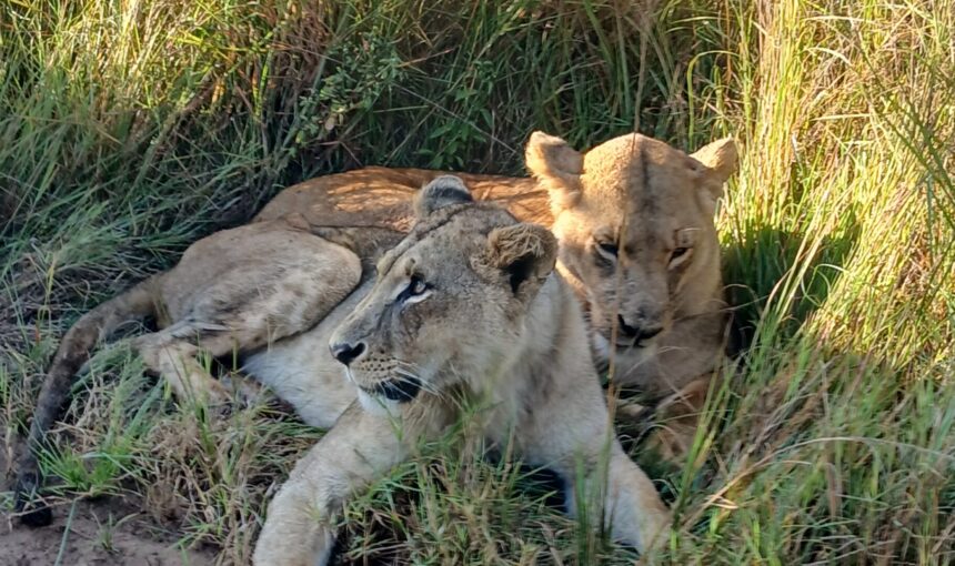 Everything You Need to Know Before Visiting Nairobi National Park