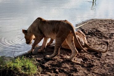 Lioness drinking water at Nairobi National Park