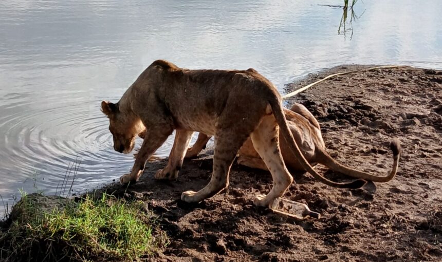 Epic! Nairobi National Park Entry Fees 2026: KWS Rates Explained