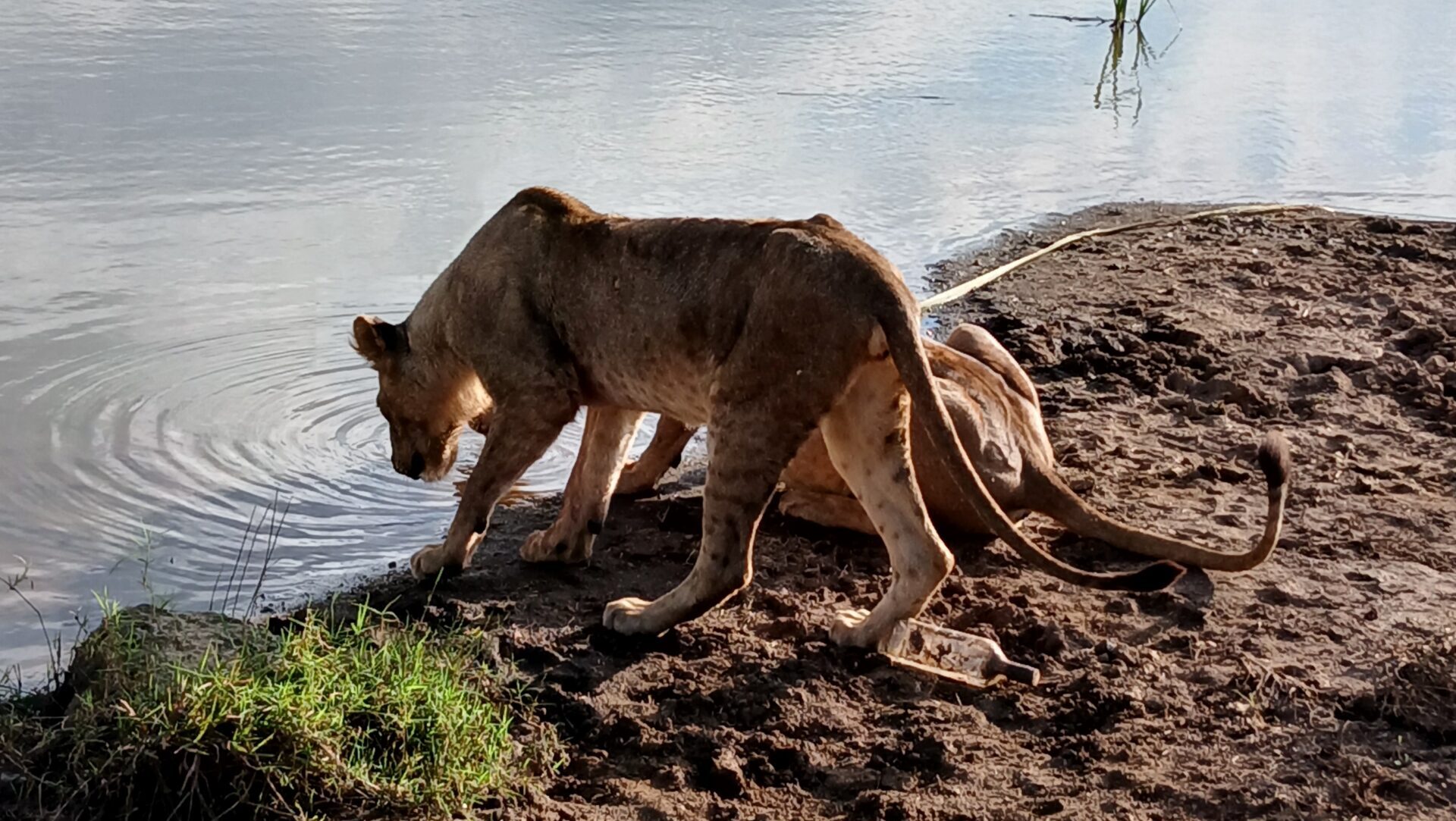 Lions drinking water at Nairobi National Park