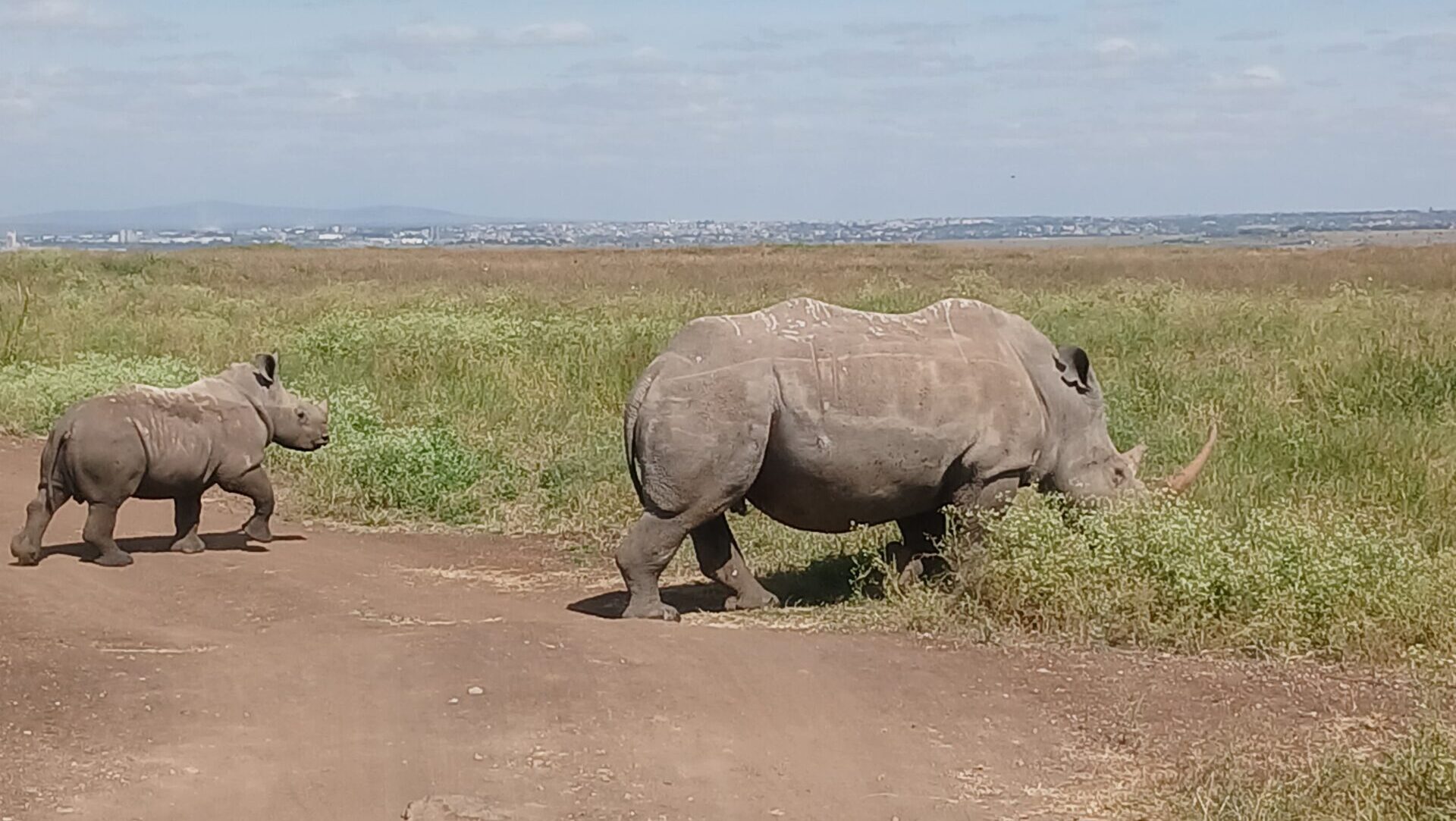 Rhino at Nairobi National Park