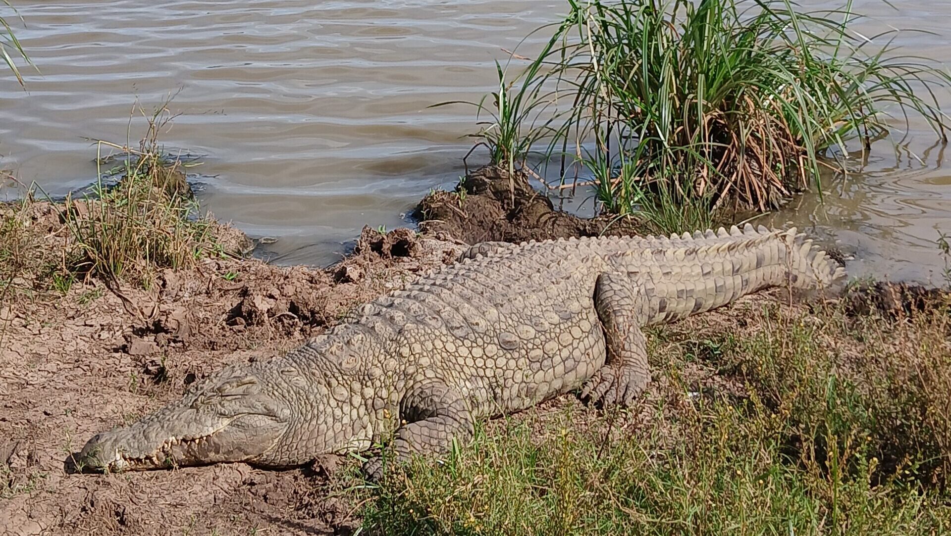 Crocodile at Nairobi National Park