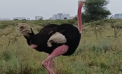 Ostrich Bird