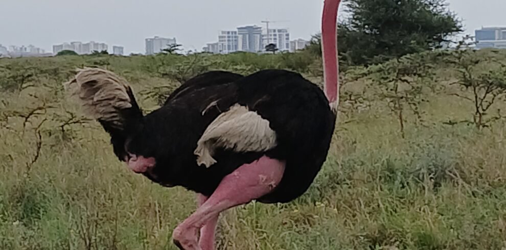 Ostrich Bird