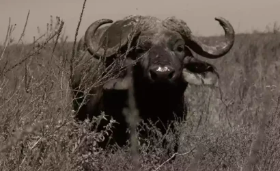 Buffalo at Nairobi National Park