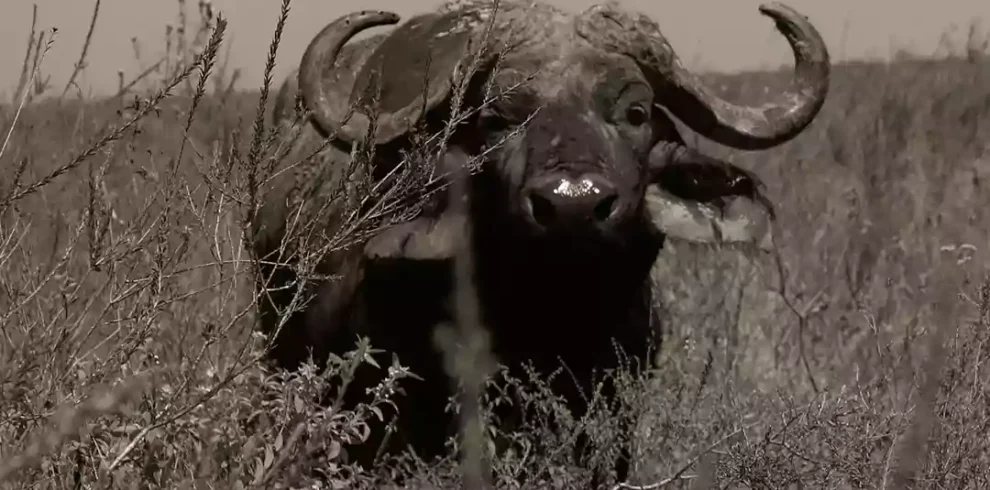 Buffalo at Nairobi National Park