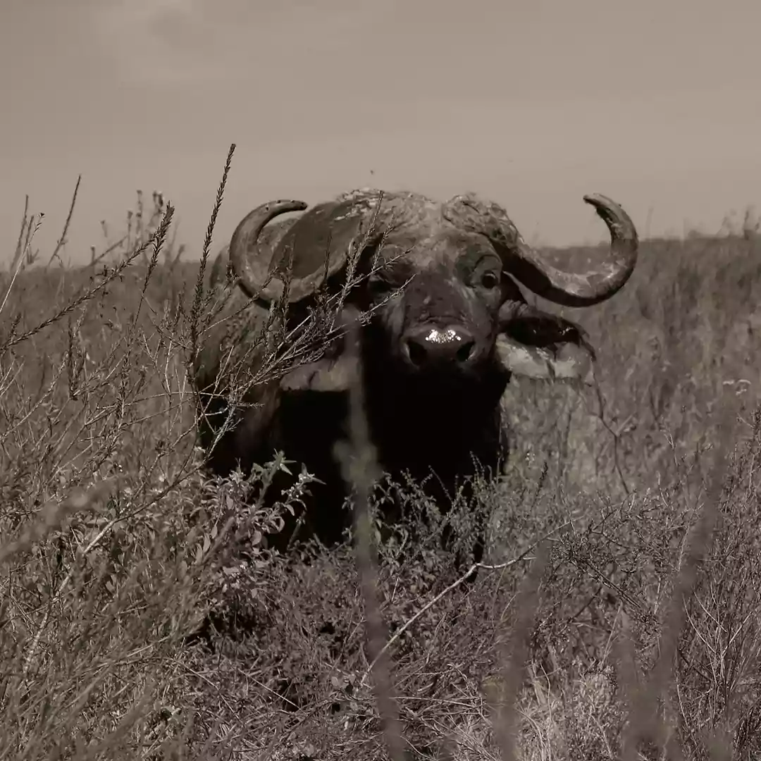 Buffalo at Nairobi National Park