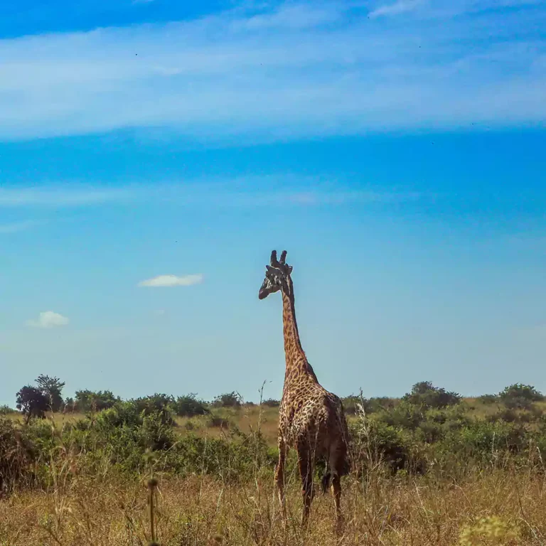 Giraffe In Nairobi National Park