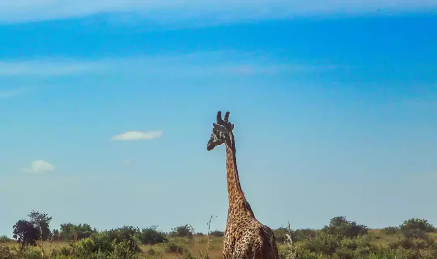 Nairobi National Park Wildlife