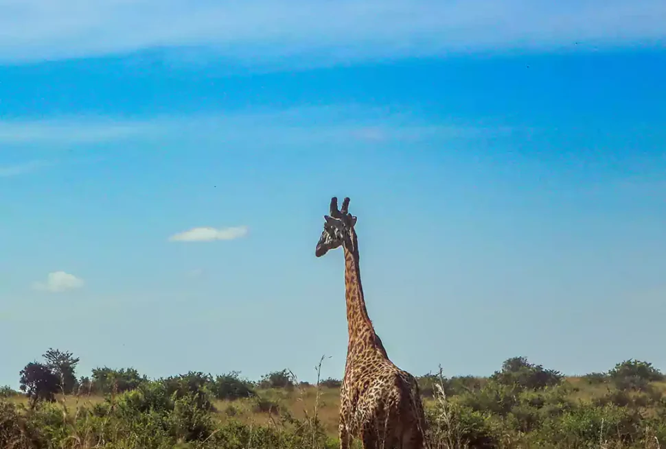 Giraffe In Nairobi National Park