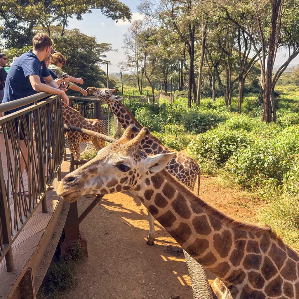Giraffe Center