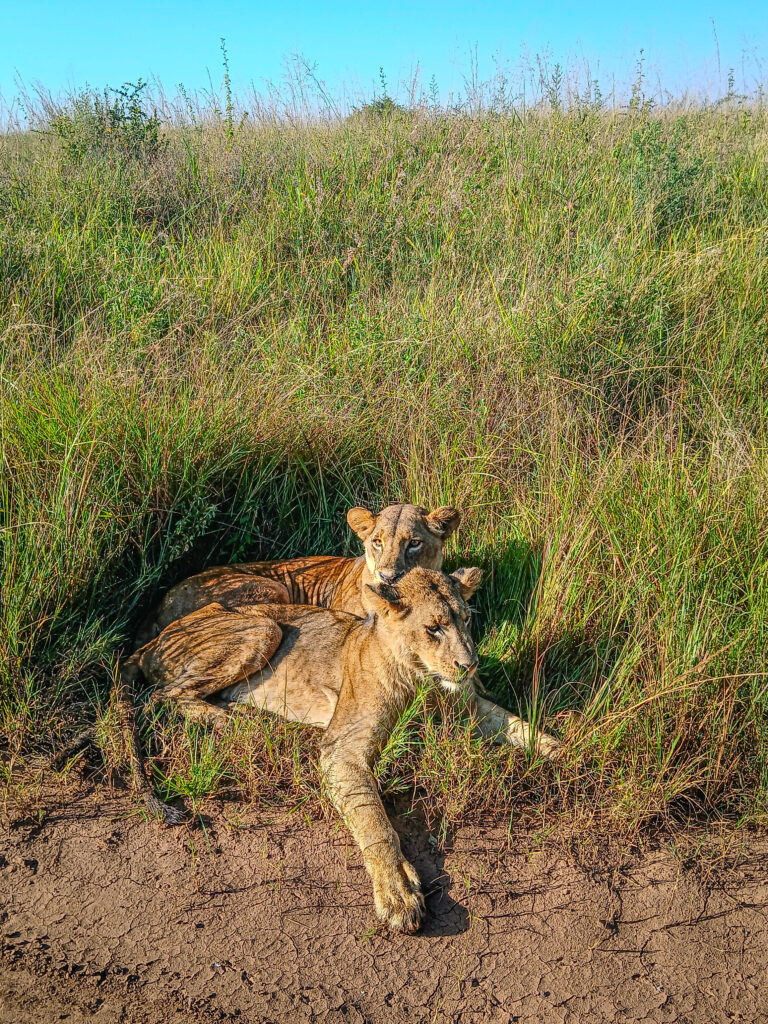Lioness lying on grass Nairobi National Park