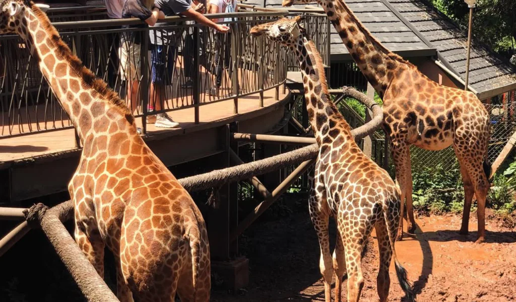 Giraffe Feeding at Giraffe Center