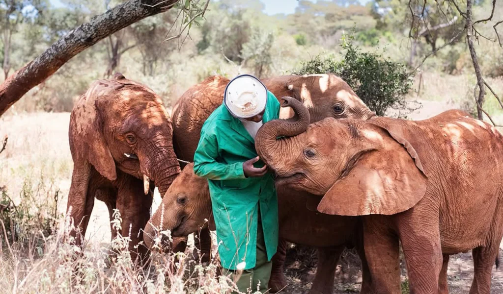 Elephants at David Sheldricks