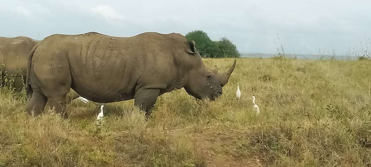 Rhino at Nairobi National Park